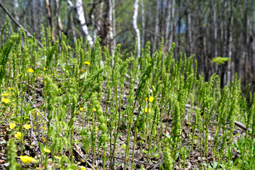 Forest glade and young horsetail shoots and yellow wild flowers. Natural spring background