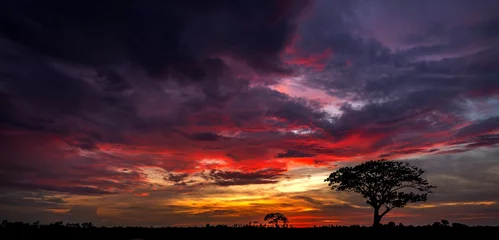 Poster Panorama silhouette tree in africa with sunset.Tree silhouetted against a setting sun.Dark tree on open field dramatic sunrise.Typical african sunset with acacia trees in Masai Mara, Kenya © noon@photo