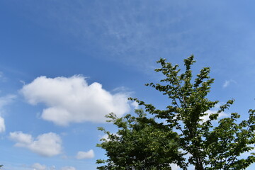 木と青空