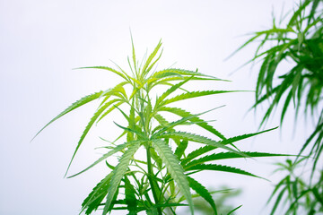 Fototapeta na wymiar Beautiful green cannabis leaves. It is an improved medicinal plant.