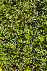 Obraz premium いちめんの葉っぱ