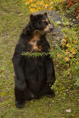 Spectacled bear (Tremarctos ornatus).