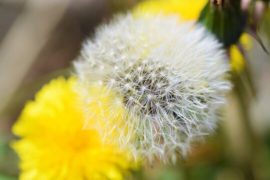 An enlarged image of the dandelion fluff.