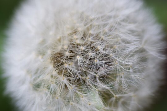 An enlarged image of the dandelion fluff.