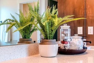 Indoor plant and tray with jars of soap and cotton against mirror and countertop