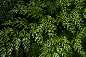 Close Up of Fir Branches