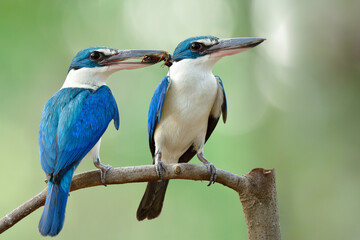 fascinated blue birds perching together during breeding season found in mangrove forest in Thailand