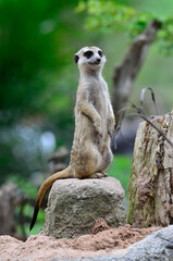 Funny animal in zoo, meerkat in high satnding alerting to others animal