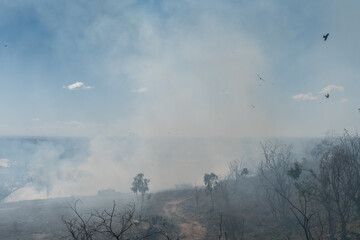 Fire brigade burning dry grassland to prevent bush fire in Queensland Australia
