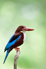white-breasted kingfisher bird