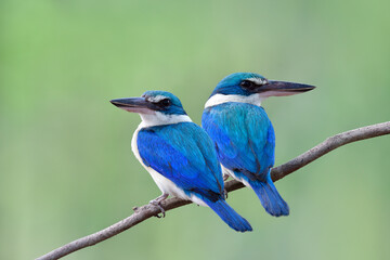 White-collared Kingfisher, beautiful pair of bright blue and turquoise bird