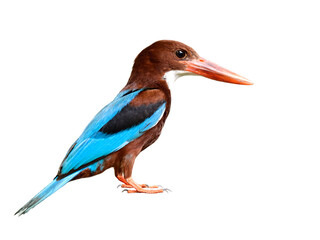 white-throated kingfisher with whole details from head face beak wing leg feet and tail isolated on white background