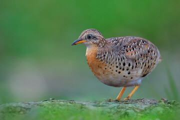 yellow-legged buttonquail, small pale yellow and grown bird with short legs standing low while searching for meal in early morning