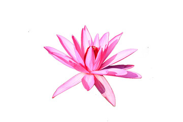 Water lily isolated on white backgound