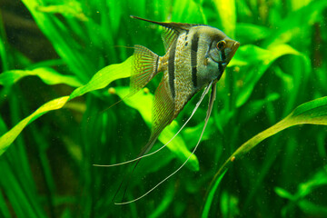 Angelfish,  freshwater angelfish (Pterophyllum scalare).