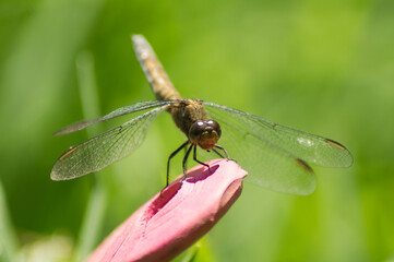 Dragonfly