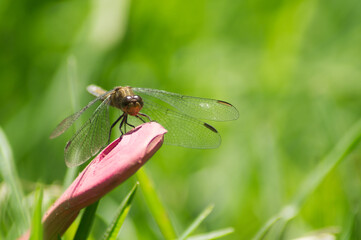 Dragonfly