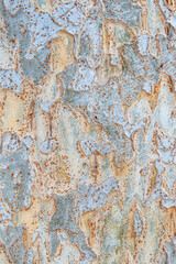 Yellow Blue Bark