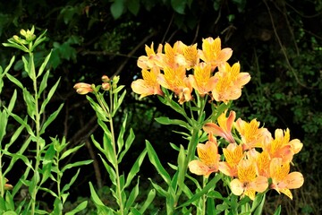 黄色のモンドブレチア