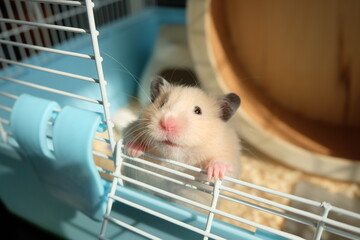 Close-up of a little hamster trying to escape from a plastic cage, selective focus