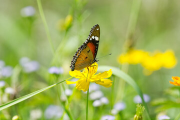 Fototapeta na wymiar beautiful butterfly is on a yellow flower