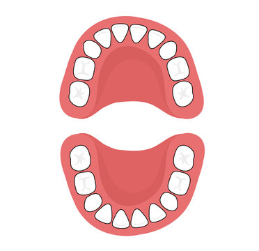 The chart shows when your baby's primary teeth.