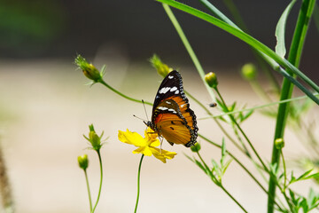beautiful butterfly is on a yellow flower