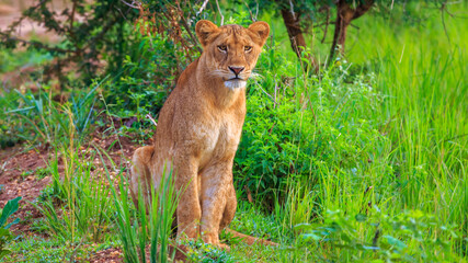 Close up of lioness looking into the camera. Animal in the wild.