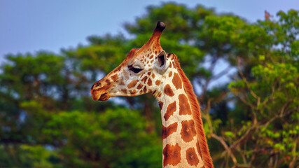 close up of a rothschild giraffe. Side view against blurred green background