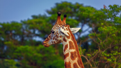 Side view of one, tall masai giraffe that is sticking its tongue out and licking its face while in a sunny, hot setting of blurred trees and a green background