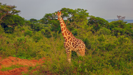 front view of masai giraffe looking at camera