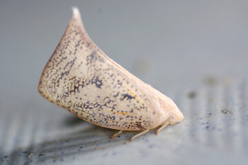 Erebus macrops is on a ground