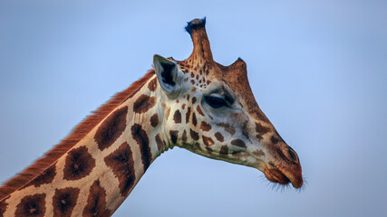 extrem close up of masai giraffe face against clear blue sky background