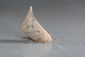 Erebus macrops is on a ground