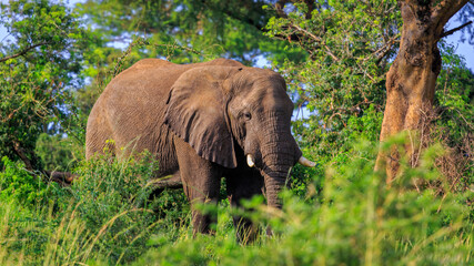 front POV of wild African bush elephant standing in natural habitat in Murchison Falls National Park, Uganda