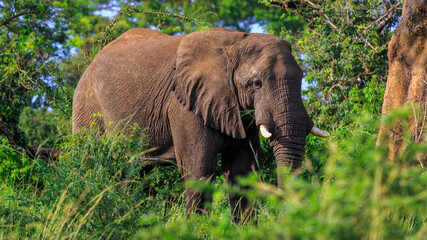 close up front view of wild African bush elephant standing in natural habitat in Murchison Falls National Park, Uganda