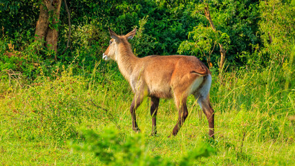 Full body portrait of adult female waterbuck, surrounded by lush green savanna grass. Captured in Uganda, Africa in sunrise lights.