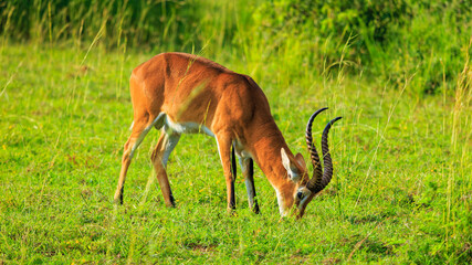 Wild male Impala grazing on savannah grass in Murchison Falls National Park