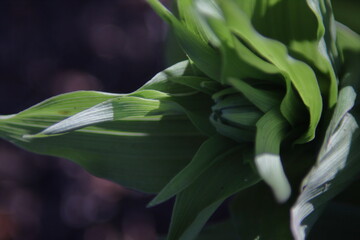 Obraz premium Leaves