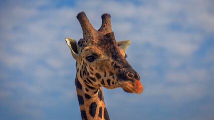 Front on view of a Baringo giraffe (Giraffa camelopardalis giraffa) in golden light and against...