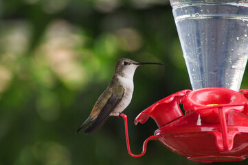 Hummingbird
