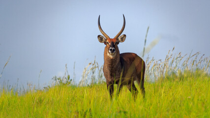 full body portrait of male Waterbuck (Kobus ellipsiprymnus) large antelope in East Africa. Nice African animal in the nature habitat. Wildlife scene from nature.