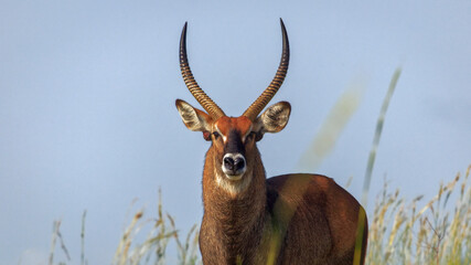 close up portrait of male Waterbuck (Kobus ellipsiprymnus) in Murchison Falls NP