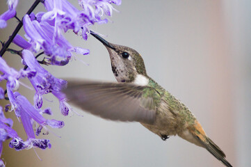 Flying hummingbird