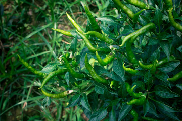 Fototapeta na wymiar Rows of green peppers in the garden. It is an improved variety of pepper in Bangladesh.