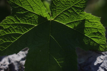 Leaves