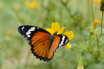 Obraz na płótnie Canvas beautiful butterfly is on a yellow flower
