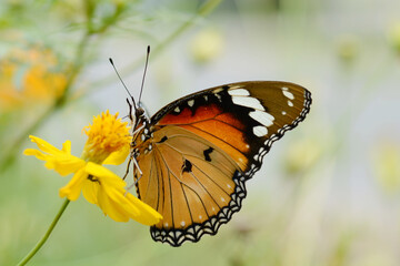 beautiful butterfly is on a yellow flower