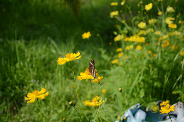 beautiful butterfly is on a yellow flower