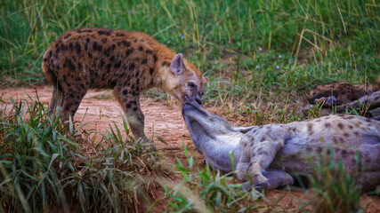 a spotted hyena (Crocuta crocuta) cub teasing her mom in veldt of Murchison Falls National Park